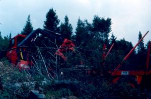 Une abatteuse-ébrancheuse dépose un arbre