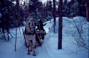 Un cheval tire un traîneau de bois au White Brook